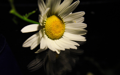 Beautiful White Daisy from Chrome web store to be run with OffiDocs Chromium online Beautiful White Daisy from Chrome web store to be run with OffiDocs Chromium online