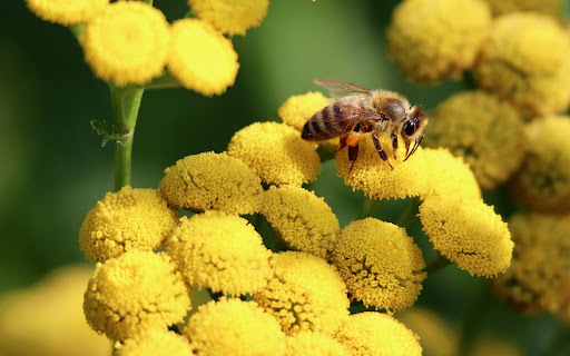 Bee and Flower Theme from Chrome web store to be run with OffiDocs Chromium online Bee and Flower Theme from Chrome web store to be run with OffiDocs Chromium online