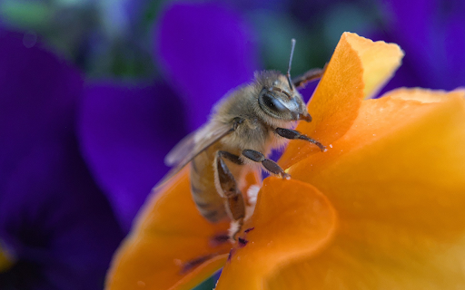 Bee and Yellow Flower from Chrome web store to be run with OffiDocs Chromium online Bee and Yellow Flower from Chrome web store to be run with OffiDocs Chromium online
