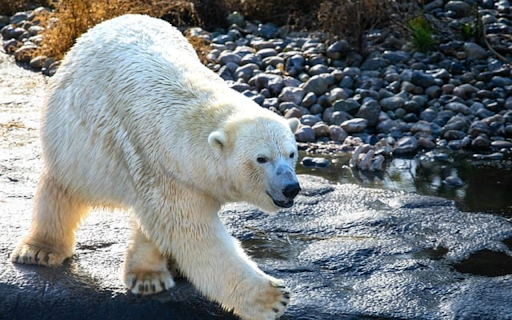 BEER THEME from Chrome web store to be run with OffiDocs Chromium online BEER THEME from Chrome web store to be run with OffiDocs Chromium online