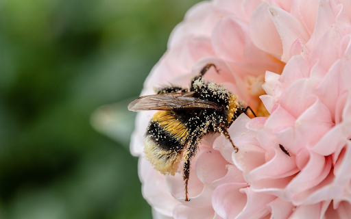 Bees get nectar from Chrome web store to be run with OffiDocs Chromium online Bees get nectar from Chrome web store to be run with OffiDocs Chromium online