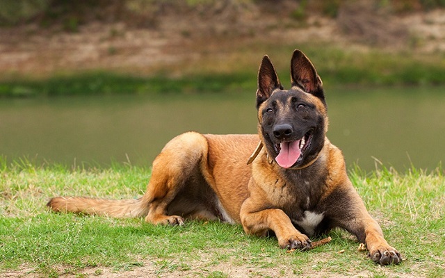 Belgian Malinois Breed Information Thanesix from Chrome web store to be run with OffiDocs Chromium online Belgian Malinois Breed Information Thanesix from Chrome web store to be run with OffiDocs Chromium online