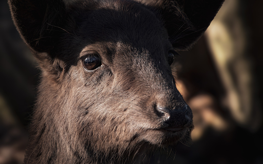 Big and strong goat from Chrome web store to be run with OffiDocs Chromium online Big and strong goat from Chrome web store to be run with OffiDocs Chromium online