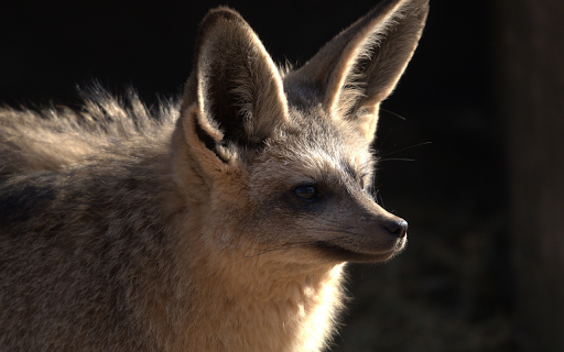 Big Eared Fox from Chrome web store to be run with OffiDocs Chromium online Big Eared Fox from Chrome web store to be run with OffiDocs Chromium online