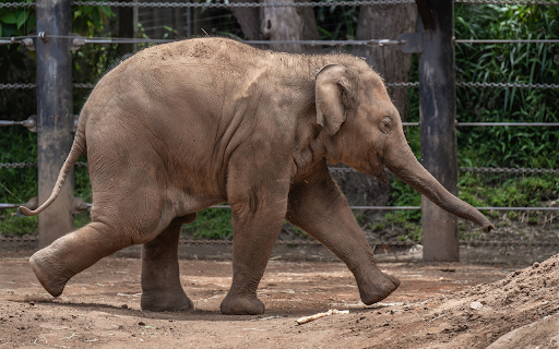 Big elephant in the reserve from Chrome web store to be run with OffiDocs Chromium online Big elephant in the reserve from Chrome web store to be run with OffiDocs Chromium online