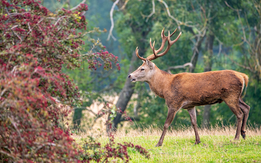 Big flower tree and big deer from Chrome web store to be run with OffiDocs Chromium online Big flower tree and big deer from Chrome web store to be run with OffiDocs Chromium online