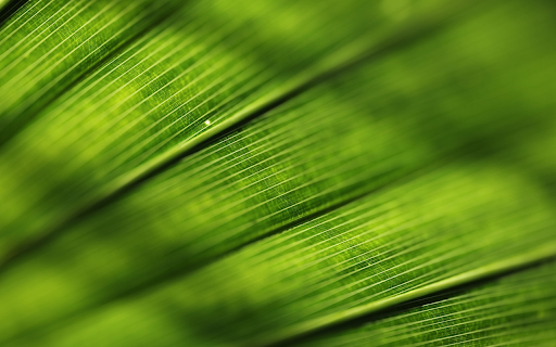 Big green leaf from Chrome web store to be run with OffiDocs Chromium online Big green leaf from Chrome web store to be run with OffiDocs Chromium online
