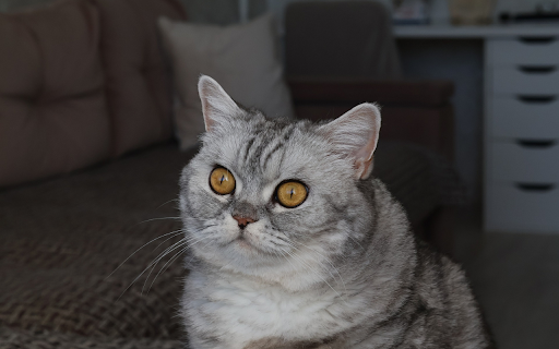 Big Round Eyed Cat from Chrome web store to be run with OffiDocs Chromium online Big Round Eyed Cat from Chrome web store to be run with OffiDocs Chromium online