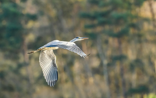 Big winged bird flies from Chrome web store to be run with OffiDocs Chromium online Big winged bird flies from Chrome web store to be run with OffiDocs Chromium online