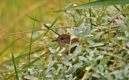 Bird in the bush from Chrome web store to be run with OffiDocs Chromium online Bird in the bush from Chrome web store to be run with OffiDocs Chromium online