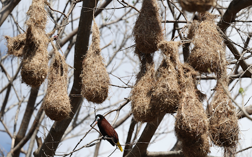 Bird Nests on Trees from Chrome web store to be run with OffiDocs Chromium online Bird Nests on Trees from Chrome web store to be run with OffiDocs Chromium online