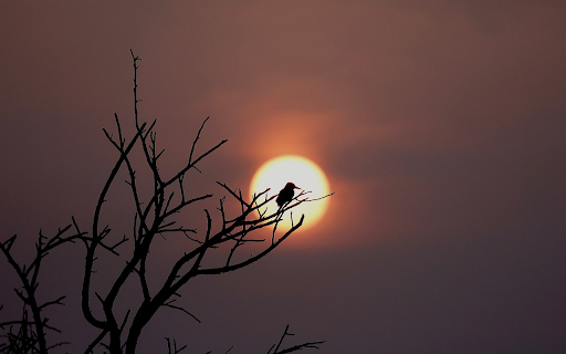 Bird on a high branch from Chrome web store to be run with OffiDocs Chromium online Bird on a high branch from Chrome web store to be run with OffiDocs Chromium online