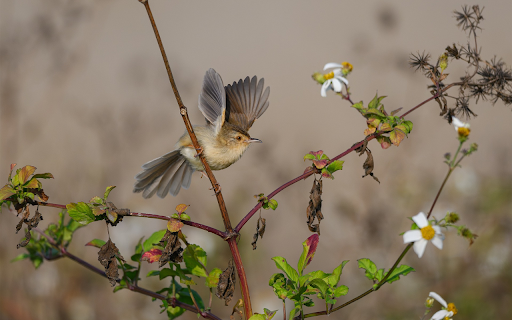 Bird on a white flower tree from Chrome web store to be run with OffiDocs Chromium online Bird on a white flower tree from Chrome web store to be run with OffiDocs Chromium online