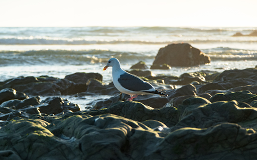 Bird on the beach rocks from Chrome web store to be run with OffiDocs Chromium online Bird on the beach rocks from Chrome web store to be run with OffiDocs Chromium online