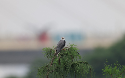 Bird on top of the tree from Chrome web store to be run with OffiDocs Chromium online Bird on top of the tree from Chrome web store to be run with OffiDocs Chromium online