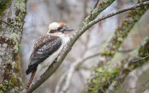 Bird perches on tree branch from Chrome web store to be run with OffiDocs Chromium online Bird perches on tree branch from Chrome web store to be run with OffiDocs Chromium online