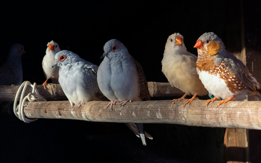 Birds and their pretty beaks from Chrome web store to be run with OffiDocs Chromium online Birds and their pretty beaks from Chrome web store to be run with OffiDocs Chromium online