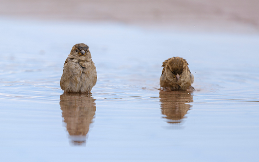 Birds Bathing in the River from Chrome web store to be run with OffiDocs Chromium online Birds Bathing in the River from Chrome web store to be run with OffiDocs Chromium online