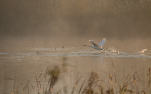 Birds flying over the water from Chrome web store to be run with OffiDocs Chromium online Birds flying over the water from Chrome web store to be run with OffiDocs Chromium online