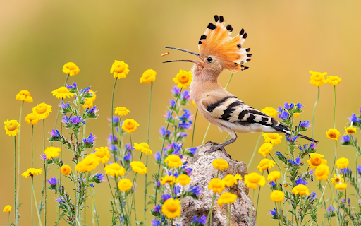 Birds have crests from Chrome web store to be run with OffiDocs Chromium online Birds have crests from Chrome web store to be run with OffiDocs Chromium online