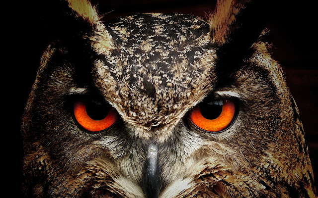 Birds New Tab Wallpapers from Chrome web store to be run with OffiDocs Chromium online Birds New Tab Wallpapers from Chrome web store to be run with OffiDocs Chromium online