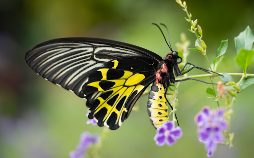 Black and yellow butterfly from Chrome web store to be run with OffiDocs Chromium online Black and yellow butterfly from Chrome web store to be run with OffiDocs Chromium online