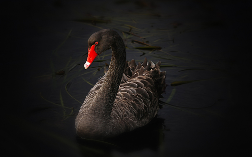 black Swan from Chrome web store to be run with OffiDocs Chromium online black Swan from Chrome web store to be run with OffiDocs Chromium online