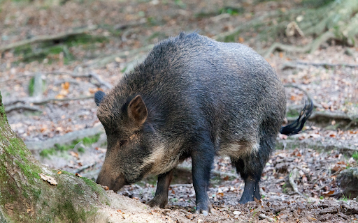 Black Wild Boar from Chrome web store to be run with OffiDocs Chromium online Black Wild Boar from Chrome web store to be run with OffiDocs Chromium online