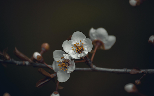 Blooming flowers on thin branch from Chrome web store to be run with OffiDocs Chromium online Blooming flowers on thin branch from Chrome web store to be run with OffiDocs Chromium online