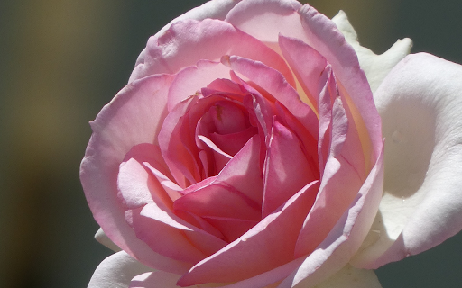 blooming in the sun from Chrome web store to be run with OffiDocs Chromium online blooming in the sun from Chrome web store to be run with OffiDocs Chromium online