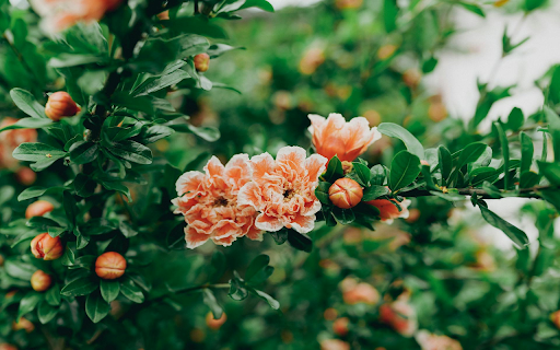 Blooming Pomegranate Blossom from Chrome web store to be run with OffiDocs Chromium online Blooming Pomegranate Blossom from Chrome web store to be run with OffiDocs Chromium online