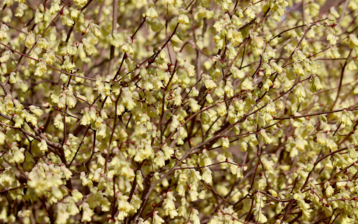 Blossoming Tree from Chrome web store to be run with OffiDocs Chromium online Blossoming Tree from Chrome web store to be run with OffiDocs Chromium online