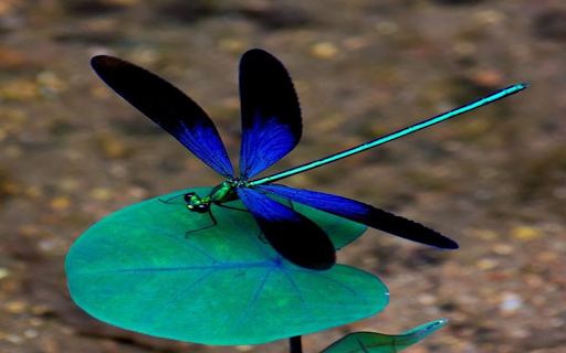 Blue and black damselfly wallpaper from Chrome web store to be run with OffiDocs Chromium online Blue and black damselfly wallpaper from Chrome web store to be run with OffiDocs Chromium online