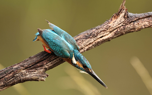 Blue bird from Chrome web store to be run with OffiDocs Chromium online Blue bird from Chrome web store to be run with OffiDocs Chromium online