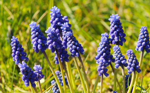 Blue Flower Branch from Chrome web store to be run with OffiDocs Chromium online Blue Flower Branch from Chrome web store to be run with OffiDocs Chromium online