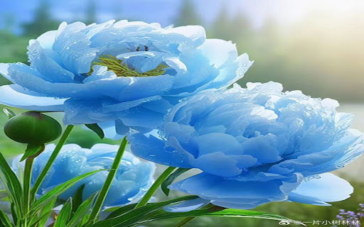 blue flowers wallpaper from Chrome web store to be run with OffiDocs Chromium online blue flowers wallpaper from Chrome web store to be run with OffiDocs Chromium online