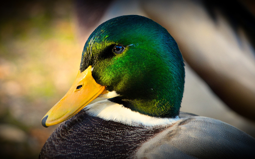 Blue headed duck from Chrome web store to be run with OffiDocs Chromium online Blue headed duck from Chrome web store to be run with OffiDocs Chromium online