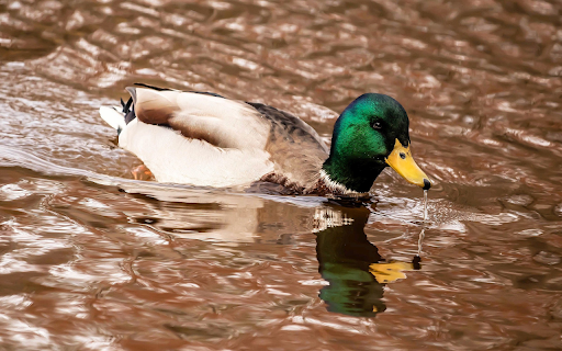 Blue headed duck swimming in the river from Chrome web store to be run with OffiDocs Chromium online Blue headed duck swimming in the river from Chrome web store to be run with OffiDocs Chromium online
