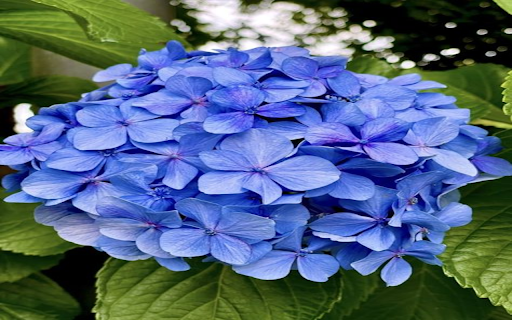 Blue Hydrangea Wallpaper from Chrome web store to be run with OffiDocs Chromium online Blue Hydrangea Wallpaper from Chrome web store to be run with OffiDocs Chromium online