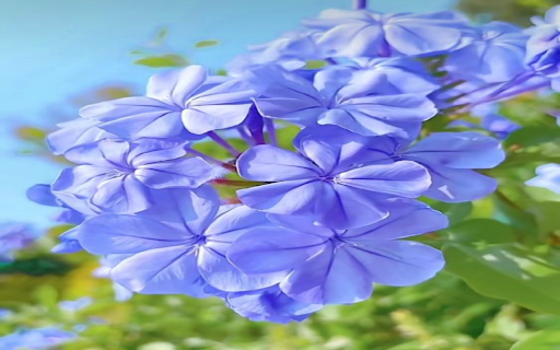 Blue Plumbago wallpapers from Chrome web store to be run with OffiDocs Chromium online Blue Plumbago wallpapers from Chrome web store to be run with OffiDocs Chromium online