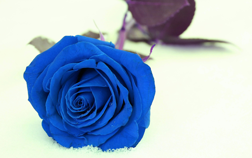 Blue rose petals from Chrome web store to be run with OffiDocs Chromium online Blue rose petals from Chrome web store to be run with OffiDocs Chromium online