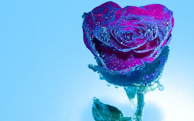Blue Tinged Rose from Chrome web store to be run with OffiDocs Chromium online Blue Tinged Rose from Chrome web store to be run with OffiDocs Chromium online