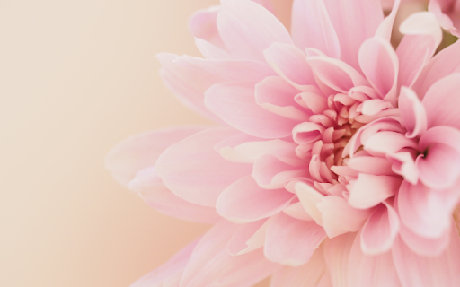 Blush Bloom: A Soft Pink Daisy in Full Blossom from Chrome web store to be run with OffiDocs Chromium online Blush Bloom: A Soft Pink Daisy in Full Blossom from Chrome web store to be run with OffiDocs Chromium online