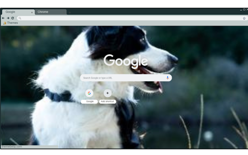 Border Collie from Chrome web store to be run with OffiDocs Chromium online Border Collie from Chrome web store to be run with OffiDocs Chromium online