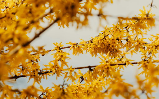 Branches of forsythia tree with flowers from Chrome web store to be run with OffiDocs Chromium online Branches of forsythia tree with flowers from Chrome web store to be run with OffiDocs Chromium online
