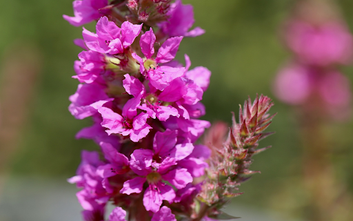 Branches with many purple flowers from Chrome web store to be run with OffiDocs Chromium online Branches with many purple flowers from Chrome web store to be run with OffiDocs Chromium online
