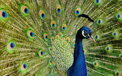Bright eyed Peacock from Chrome web store to be run with OffiDocs Chromium online Bright eyed Peacock from Chrome web store to be run with OffiDocs Chromium online