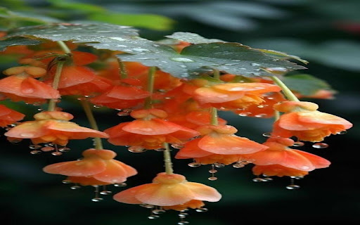 bright orange flower cluster wallpaper from Chrome web store to be run with OffiDocs Chromium online bright orange flower cluster wallpaper from Chrome web store to be run with OffiDocs Chromium online