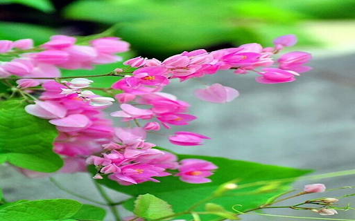 Bright pink flower branch wallpaper from Chrome web store to be run with OffiDocs Chromium online Bright pink flower branch wallpaper from Chrome web store to be run with OffiDocs Chromium online