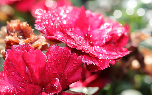 Bright red petals from Chrome web store to be run with OffiDocs Chromium online Bright red petals from Chrome web store to be run with OffiDocs Chromium online